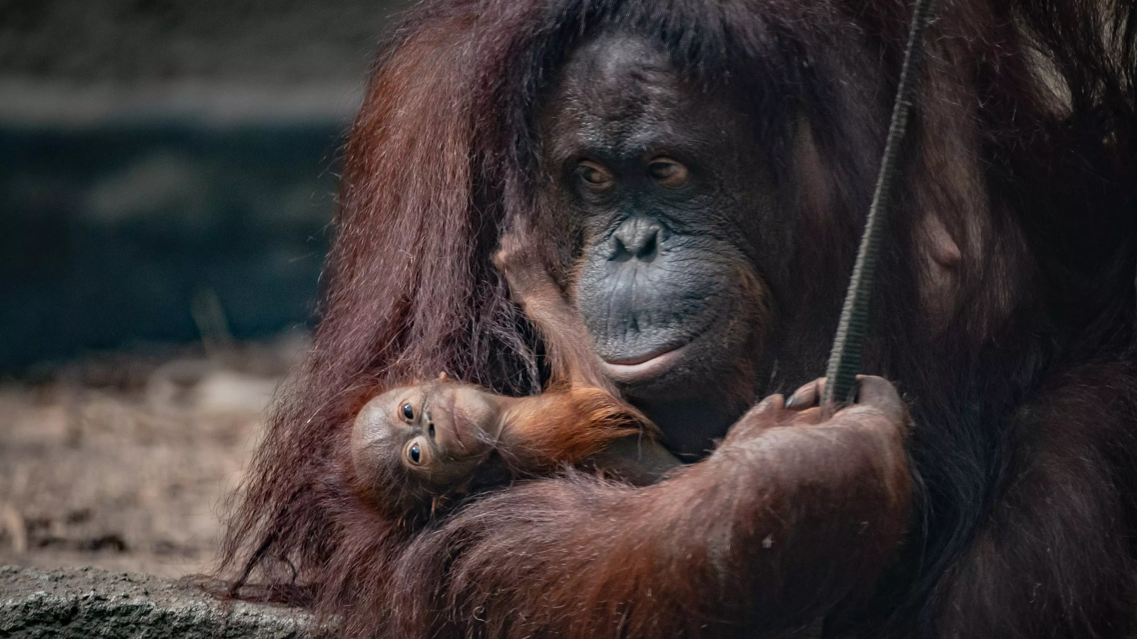 Chester Zoo Keepers Surprised As Rare Orangutan Born Without Any Warning