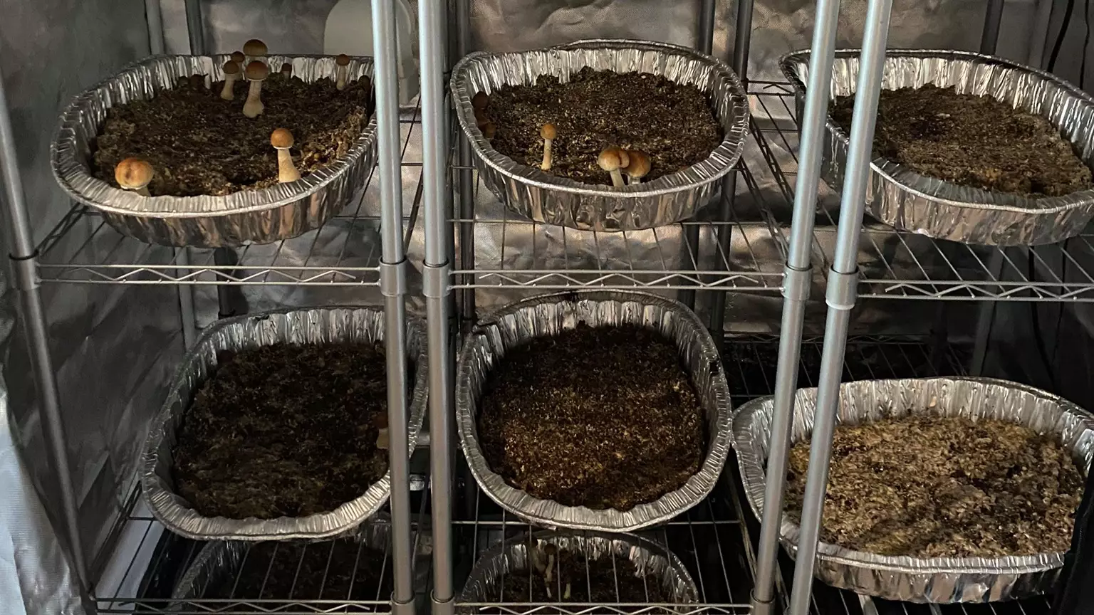 Police Bust First Magic Mushroom Factory Found In UK For More Than 20 Years