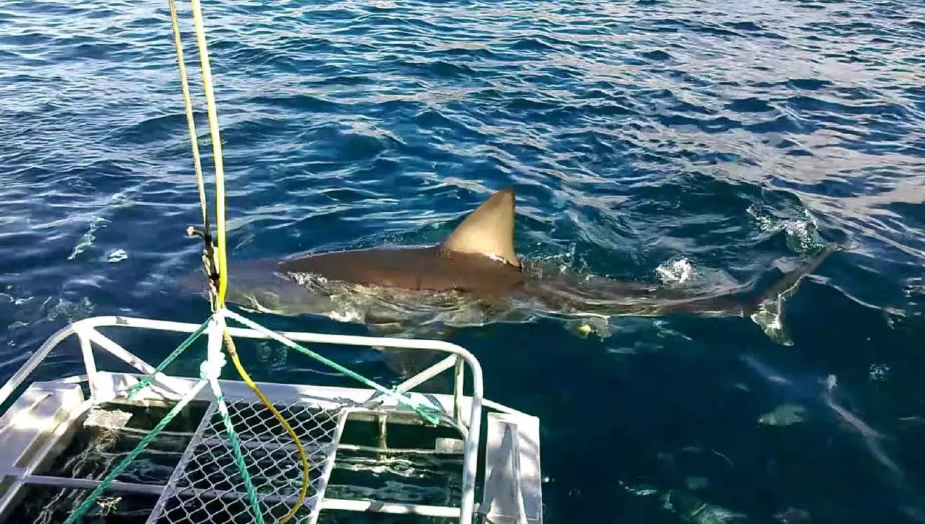 Great White Shark swimming near a boat in Australia