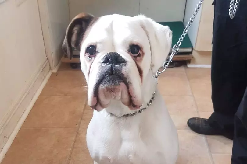 Max has been relocated to a Boxer rescue centre.