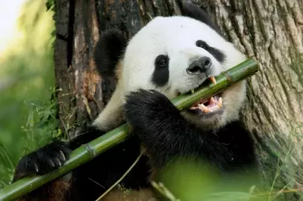 The Giant Panda Is No Longer Listed As An Endangered Species