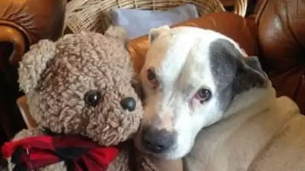 Animal Lover Runs The UK's First Dog Hospice For Pets Who Have Less Than Six Months To Live