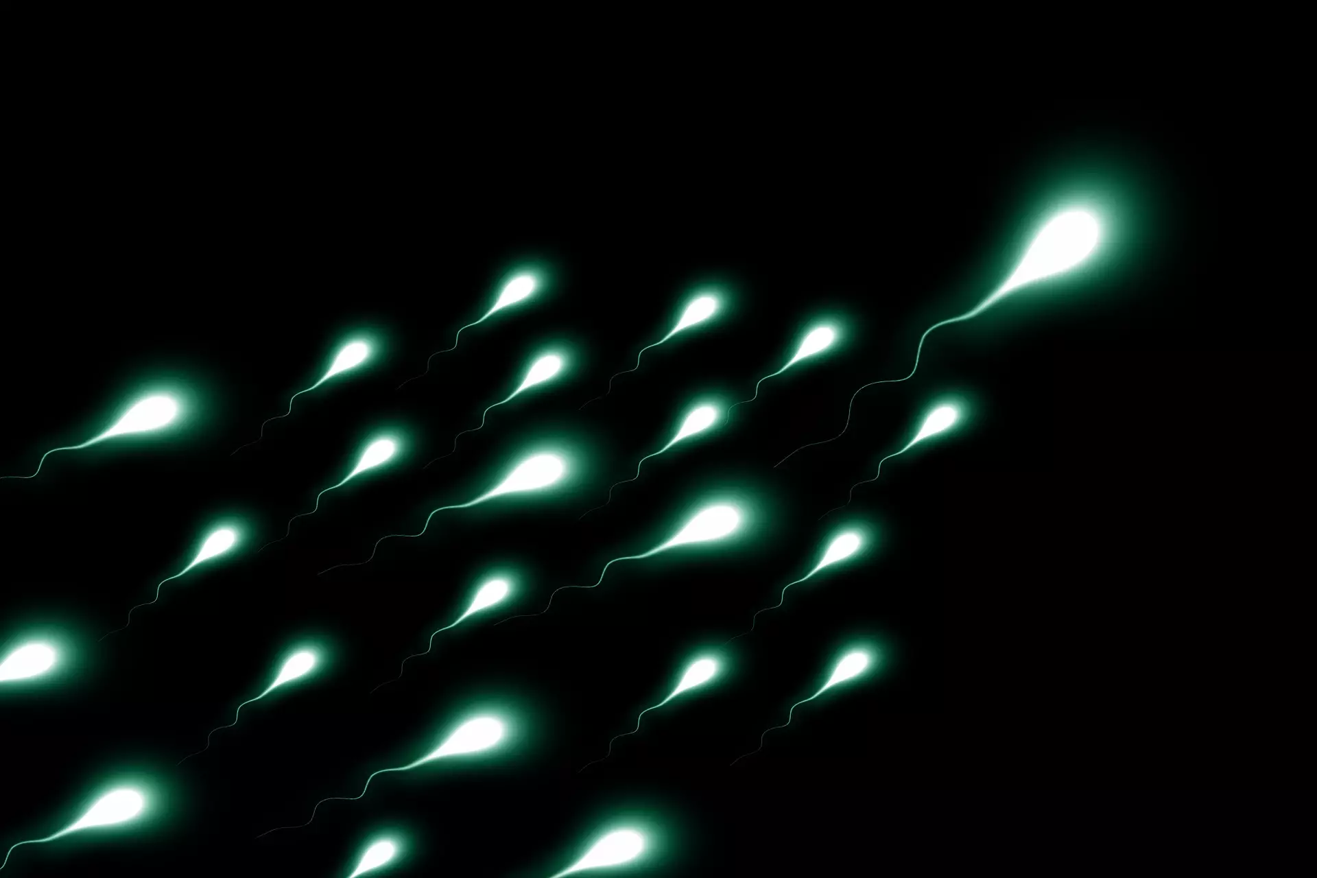 Whilst sperm needs to be kept cool, some studies suggest Christmas can mean lower quality sperm, perhaps due to men drinking more and exercising less (