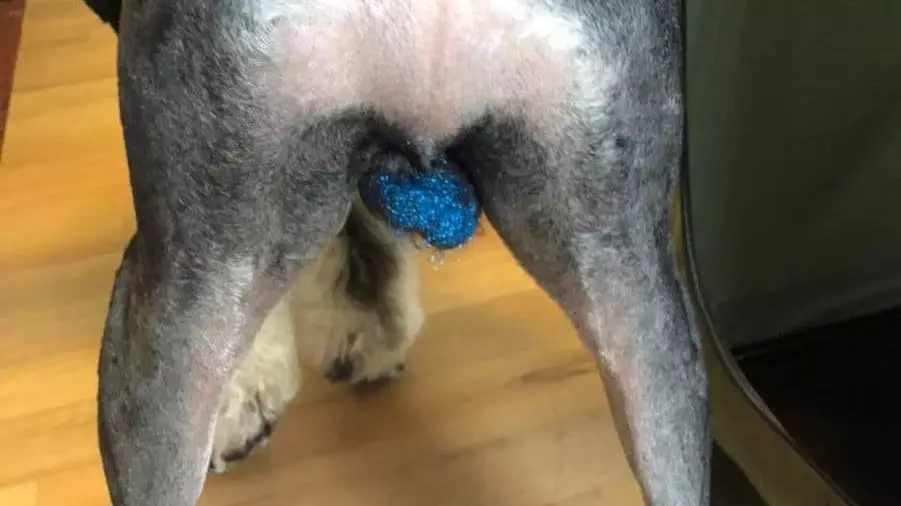 People Are Covering Their Dogs' Testicles In Glitter For Some Reason