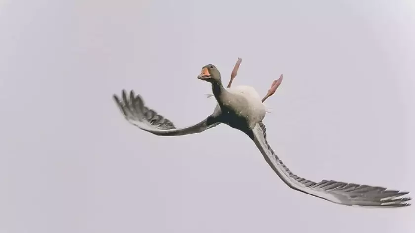 Goose Flying Upside Down Leaves People Baffled But Expert Has Explanation