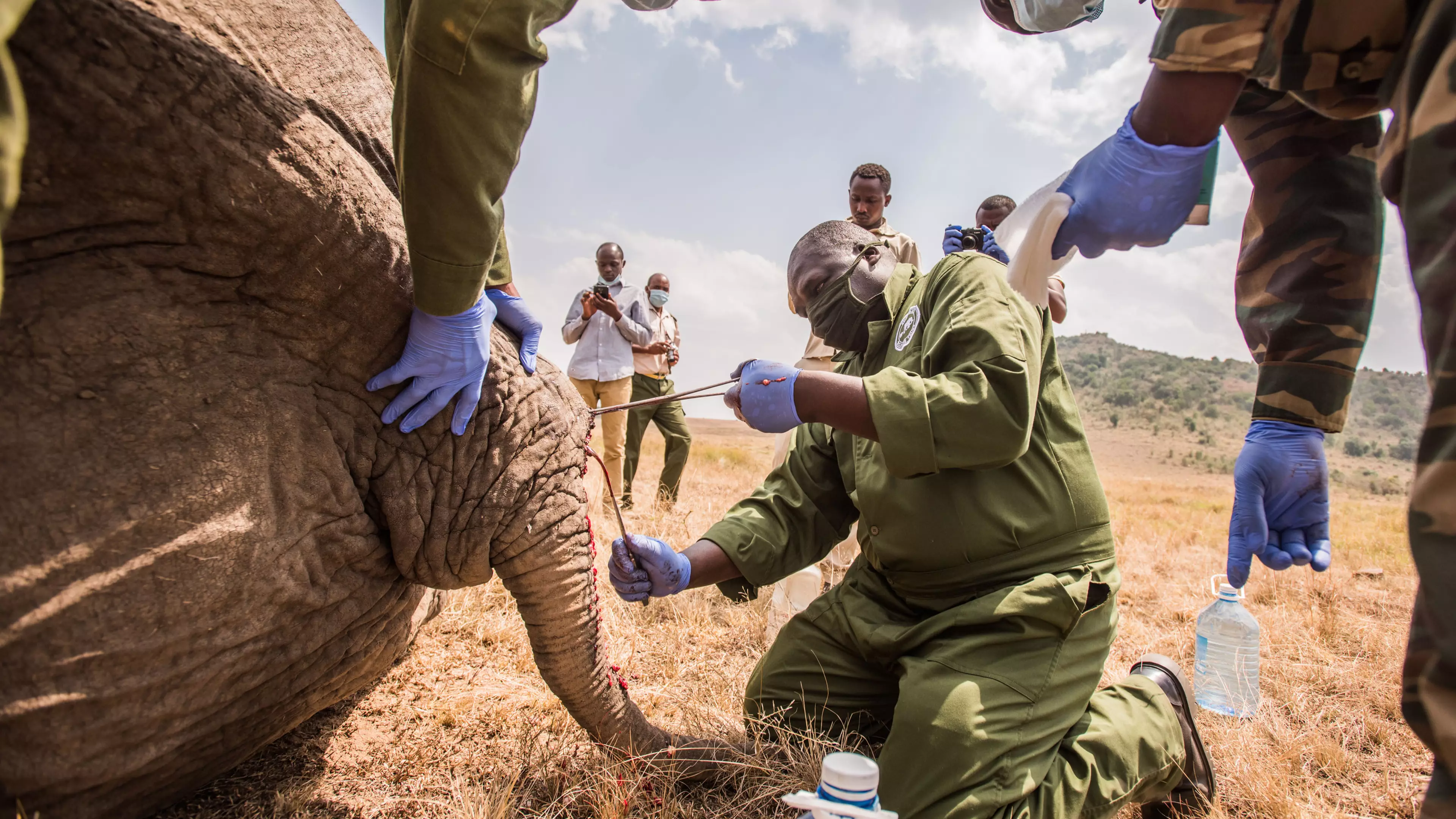 Dramatic Moment Vets Save Elephant's Life In Kenya After It Was Speared