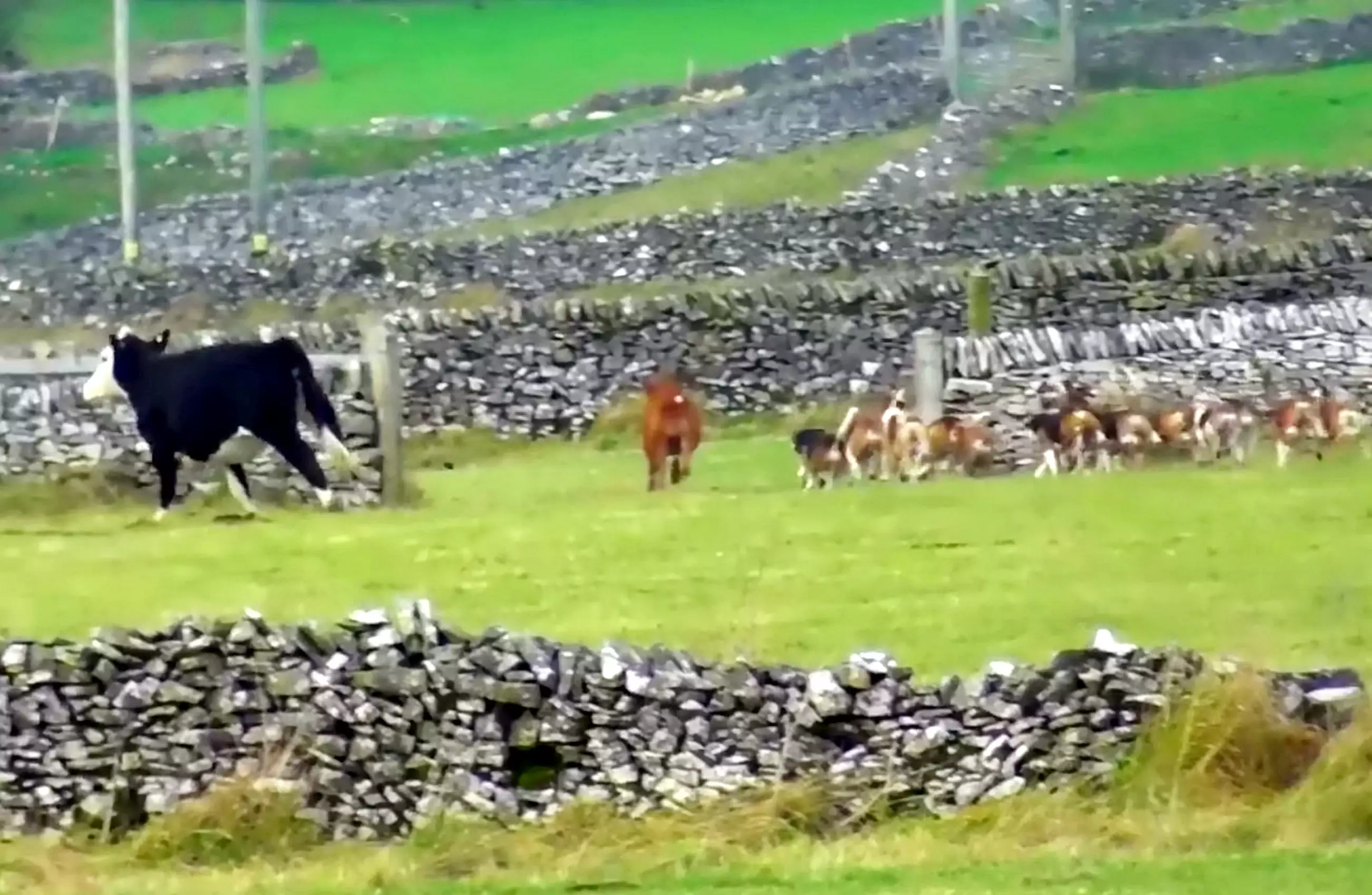 The calf's mother escaped the chase (