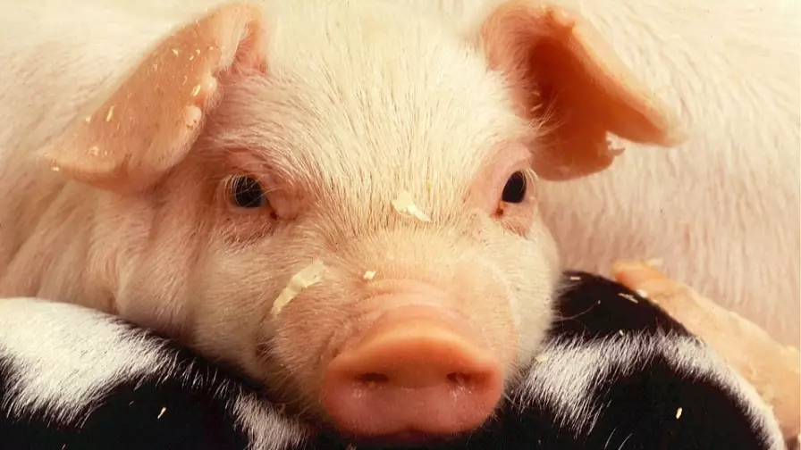 Animal Charity Looking For Homes For 458 Pigs Or They'll Be Put To Sleep