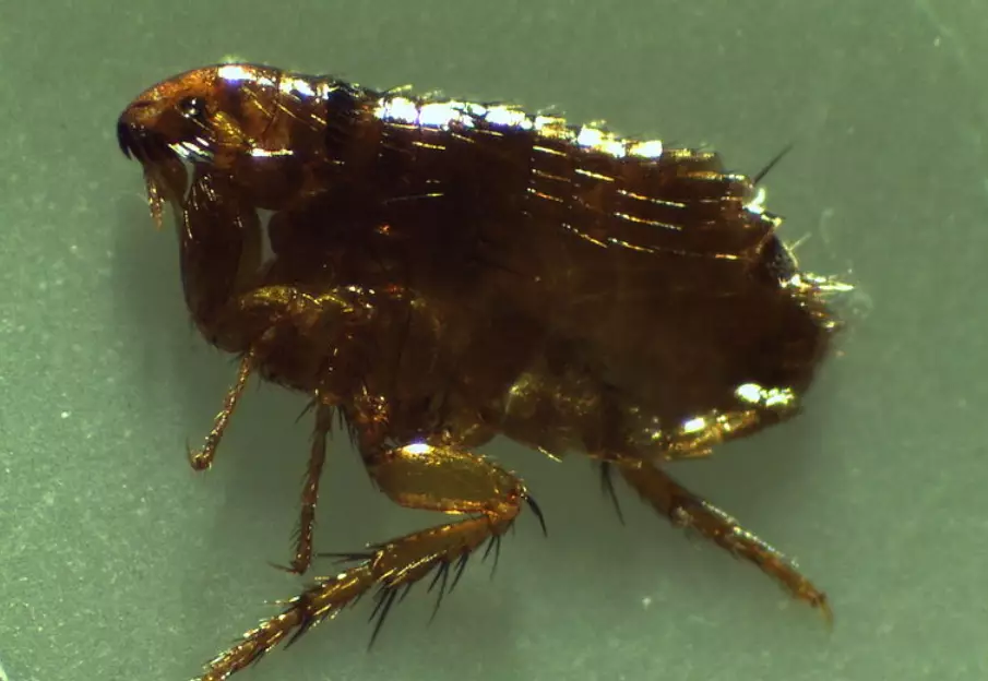 The superfleas reportedly have willies twice the size of their bodies.