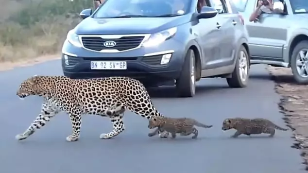 Leopard Mother Crossing Road With Her Two Cubs Caught On Camera