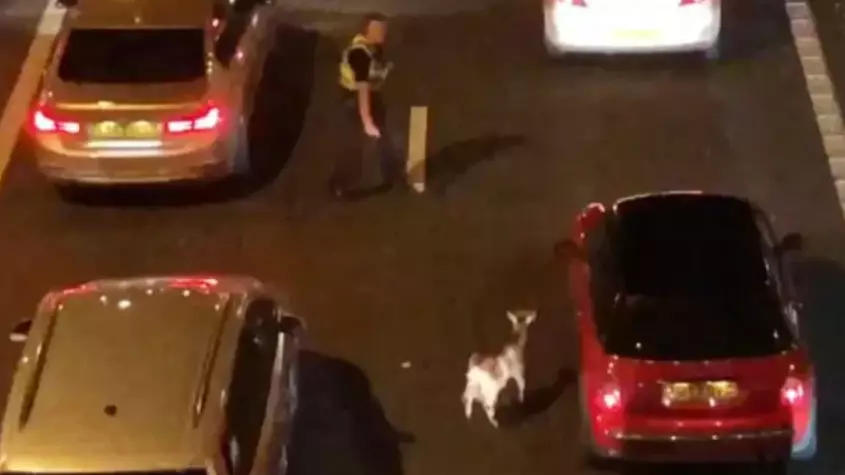 Runaway Goat Brings Motorway To A Standstill As Police Chase It For 90 Minutes 