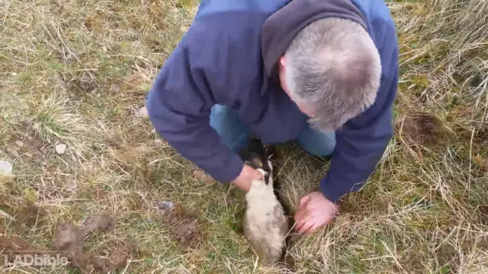 Lads Save Lamb Trapped In A Crack In The Earth