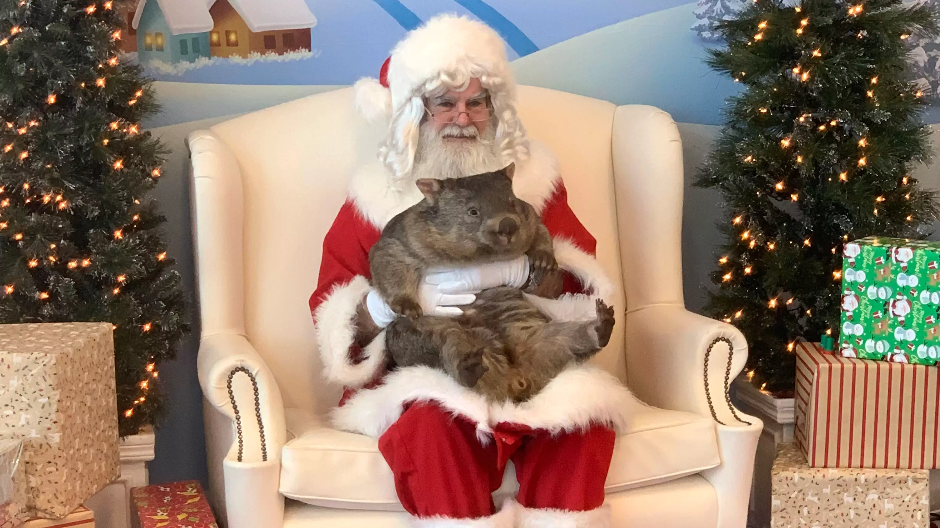 Adorable Orphaned Wombat Meets Father Christmas 