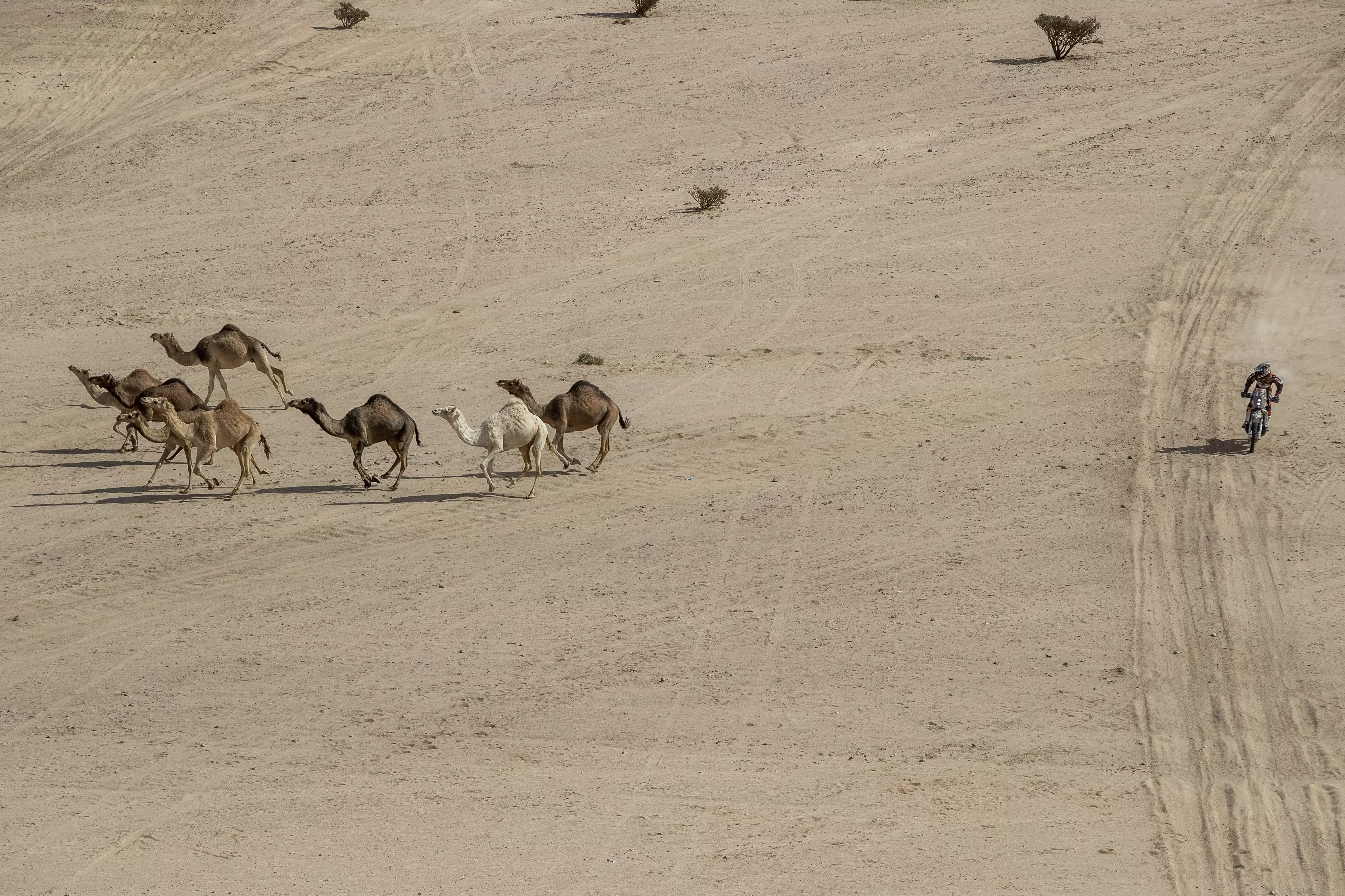 The camels will be shot from helicopters.