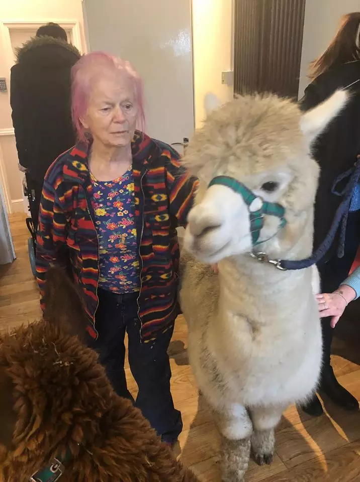 The 'therapy alpacas' visiting Hadleigh Nursing Home.