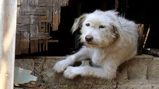 ​Photographer Exposes Brutal Side To Indonesian Dog Meat Industry 