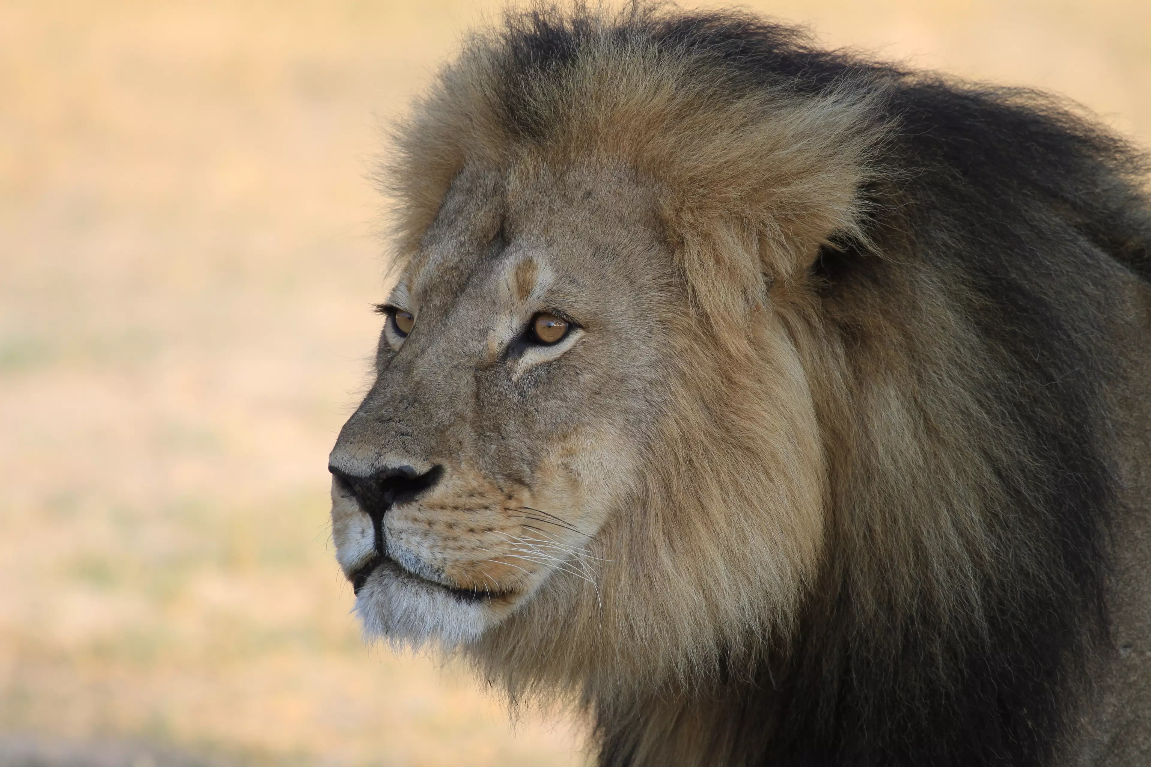 Cecil the lion, who died in 2015.