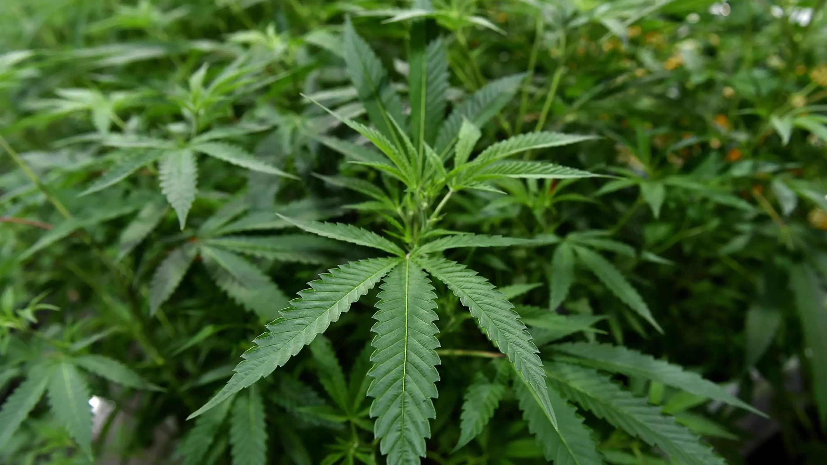 NSW Greens Have Introduced Their Bill To Legalise Cannabis Across The State