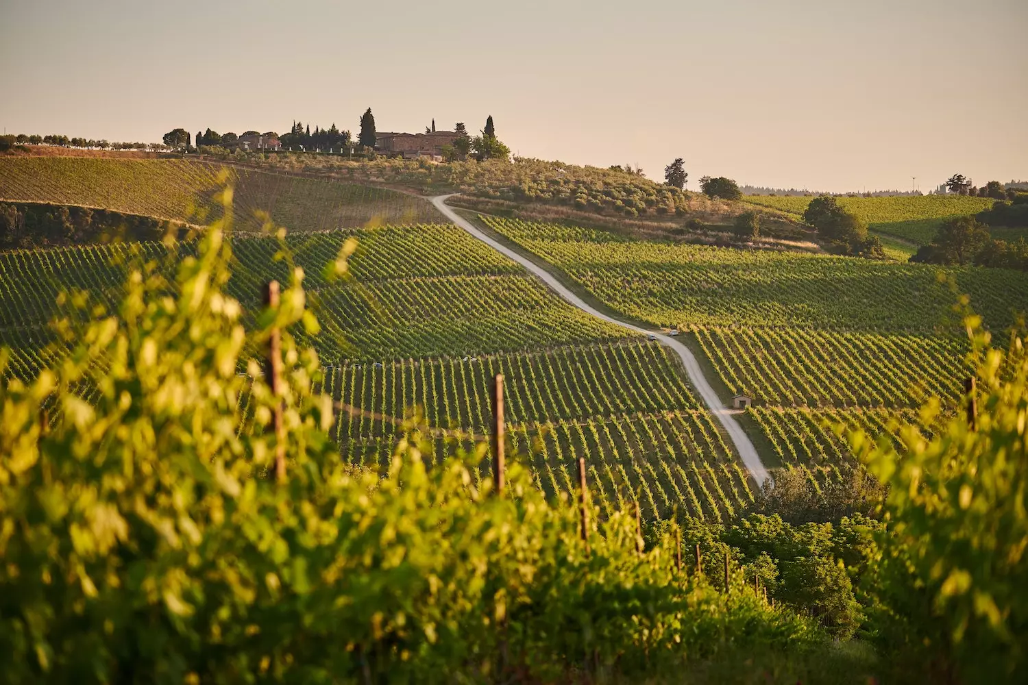 The lucky candidate will get a secondment at an Italian winery and explore the surrounding vineyards (