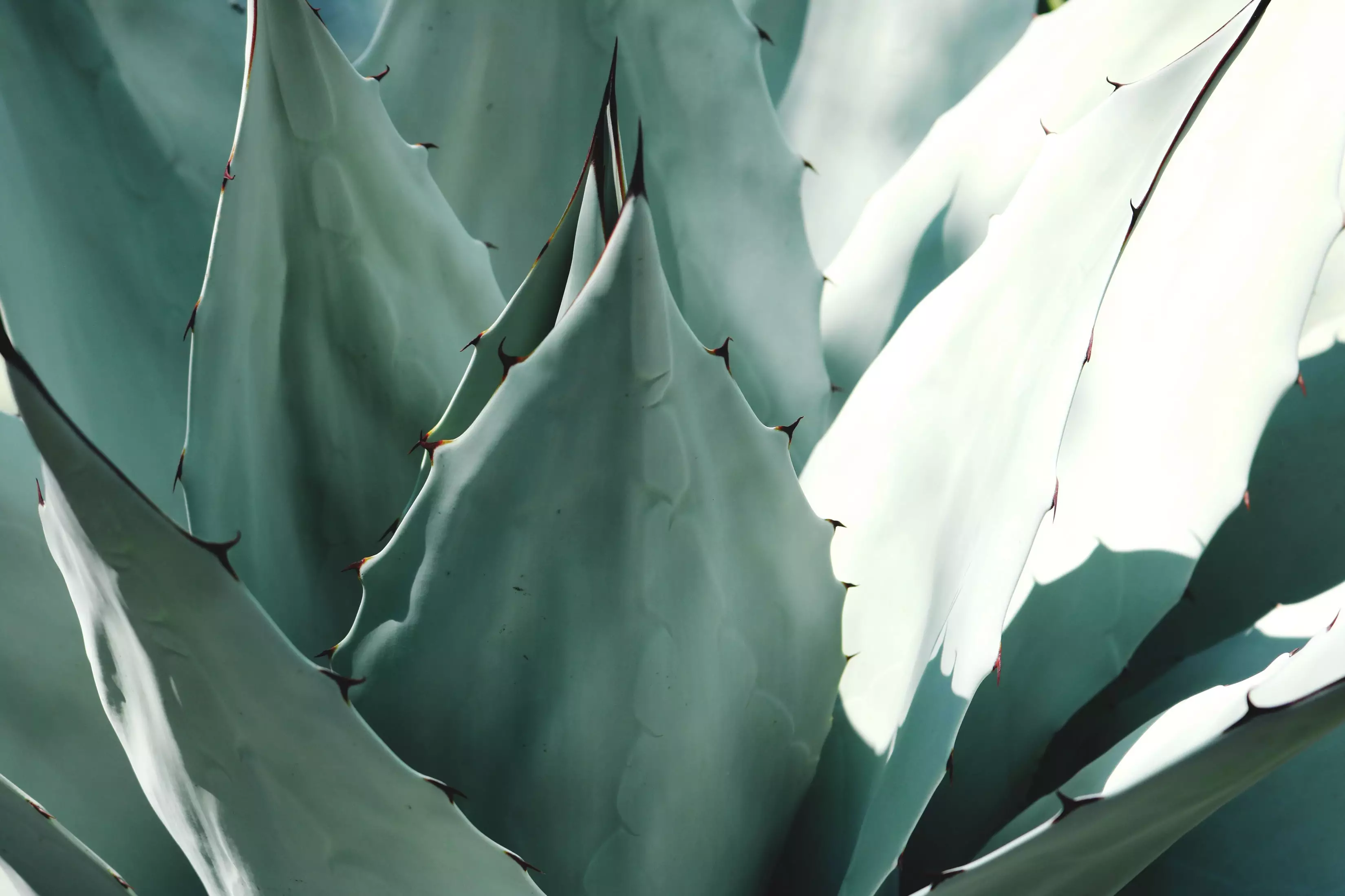 The agave plant.