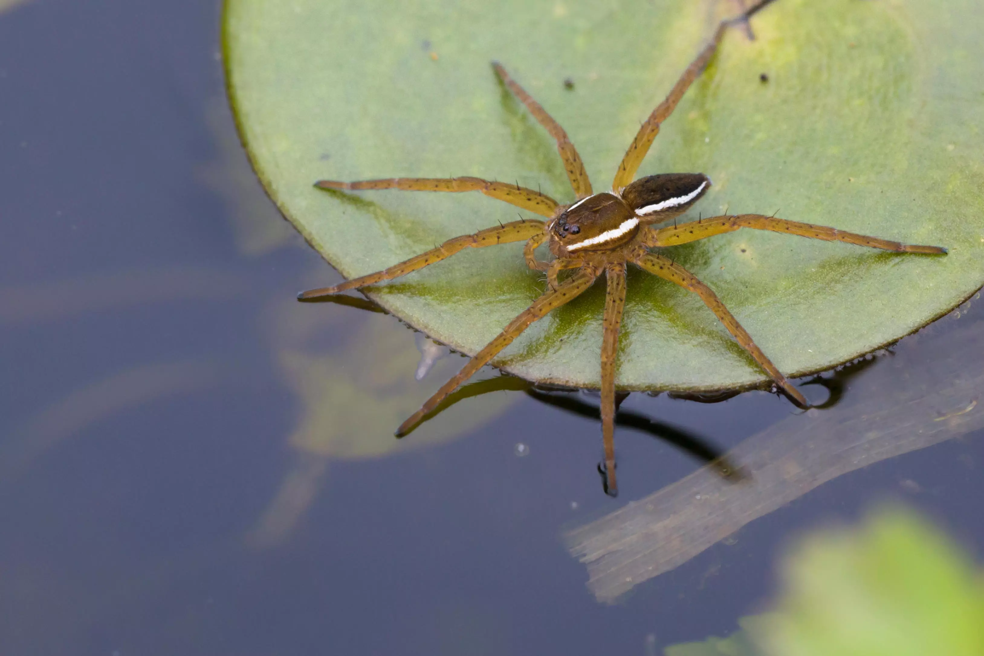 The fen raft spider is the largest species in the UK.