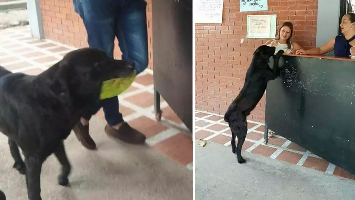 ​Clever Dog Uses Leaf To Buy Food From Shop