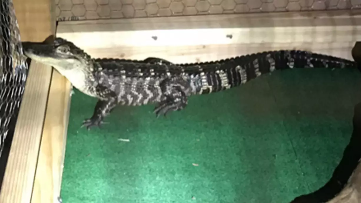 Drug Dealers Used An Alligator Named 'El Chompo' To Guard Drugs And Money