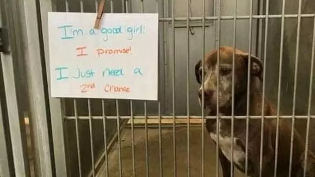 Rescued Labrador Finally Gets Home After Seven Years Alone 