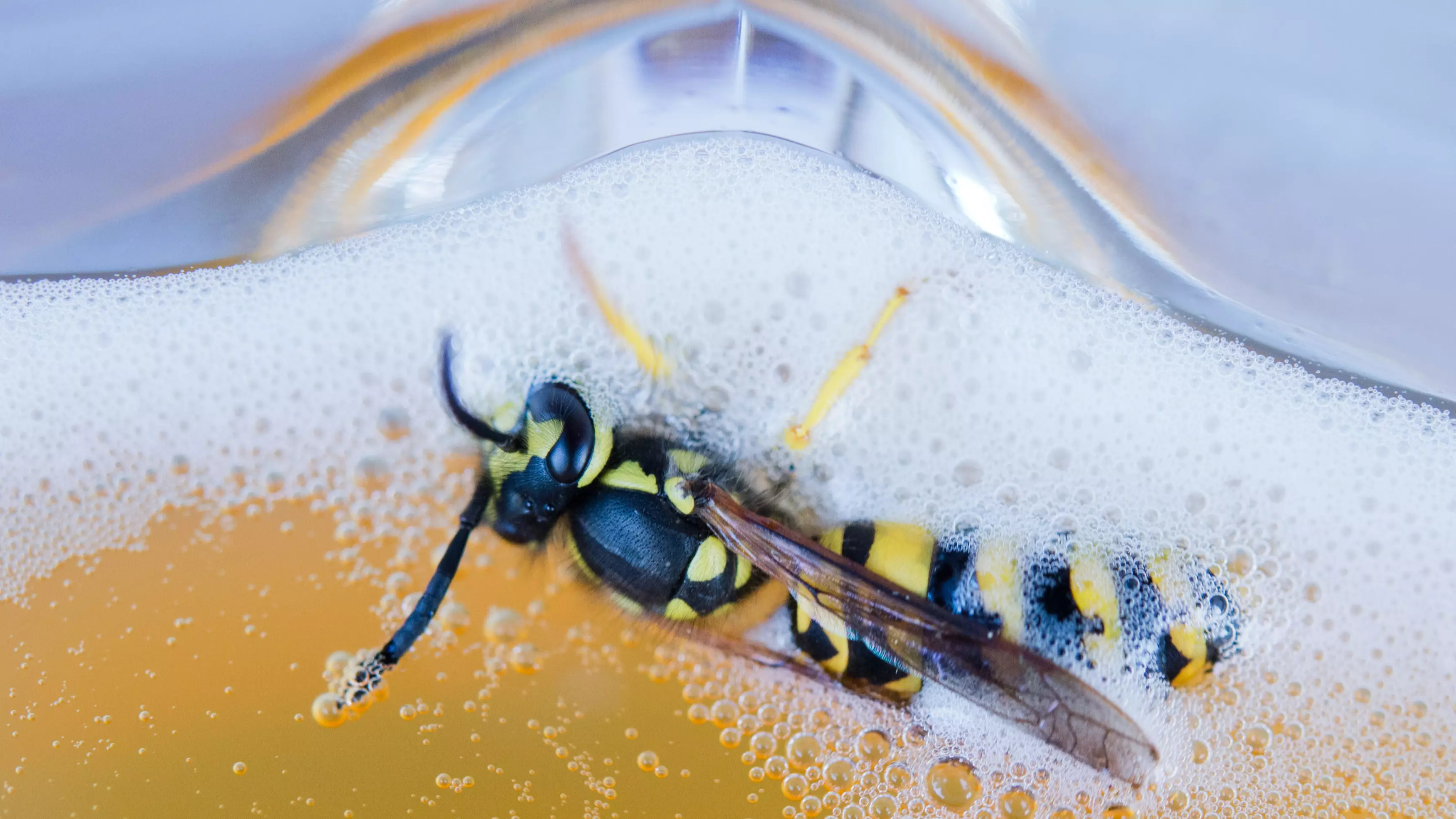 The Wasps That Are Annoying You Are Drunk, Say Wildlife Experts
