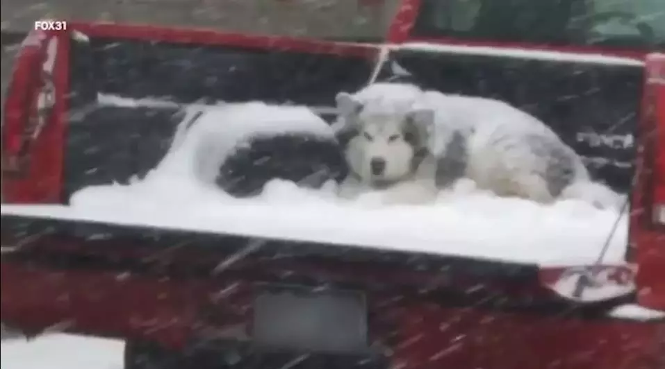 This picture of a dog out in the snow has sparked a debate about animal cruelty.