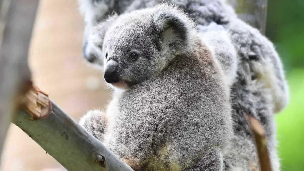 ​One Third Of Koalas In New South Wales Believed To Be Killed By Australian Bushfires