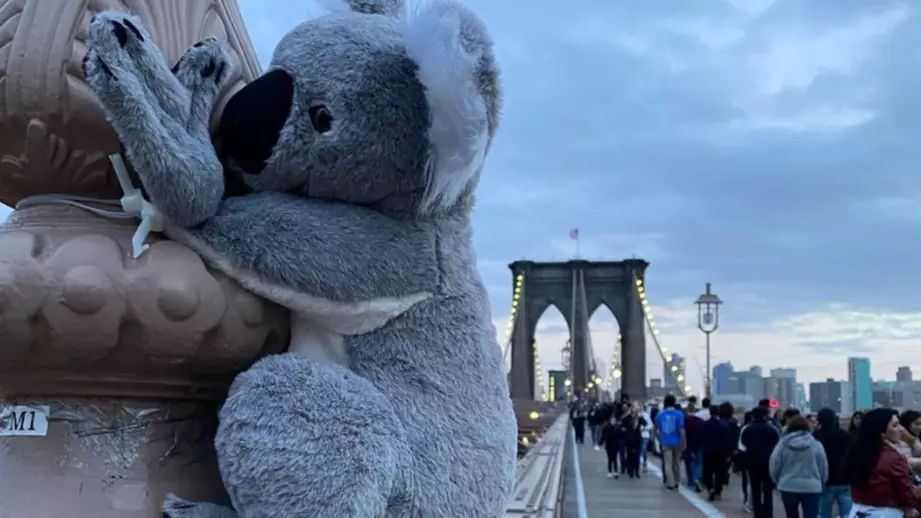 Plush Koalas Placed Around NYC To Encourage People To Donate To Bushfire Crisis