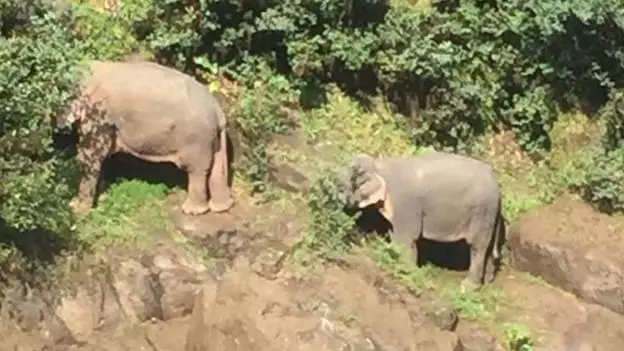 Two struggling elephants were saved from a cliff edge using ropes.