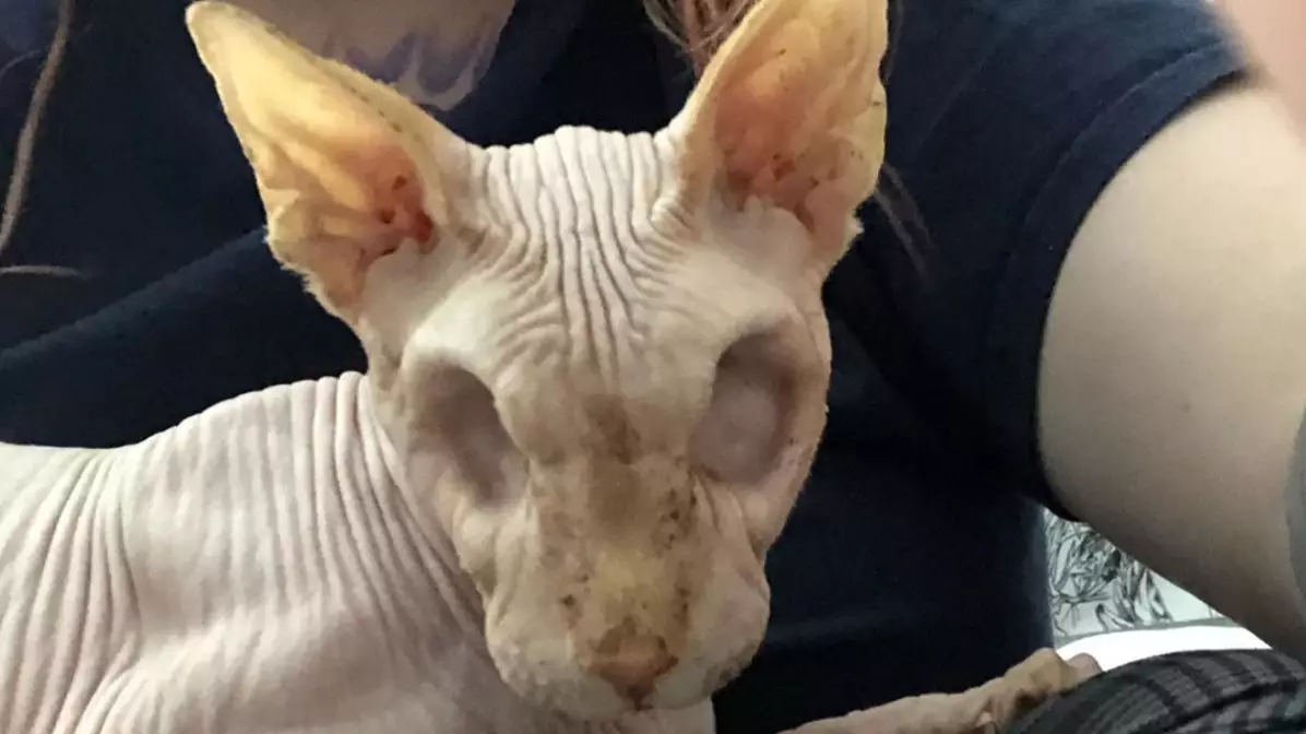 Eyeless Sphinx Cat Named Jazzypurrs Gains Army Of Followers Online