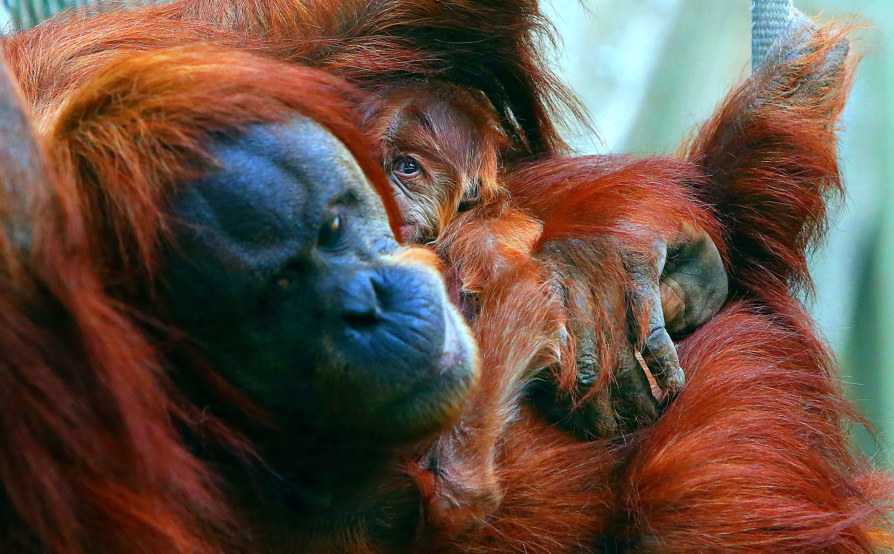 Endangered orangutans and other mammals were saved by keepers.