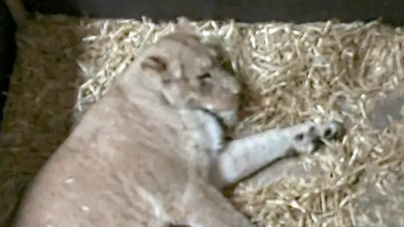 Lioness Kills And Eats Her Two Newborn Cubs Leaving Zoo Staff Horrified 