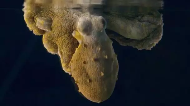 Incredible Video Shows Sleeping Octopus Changing Colour While 'Dreaming' 