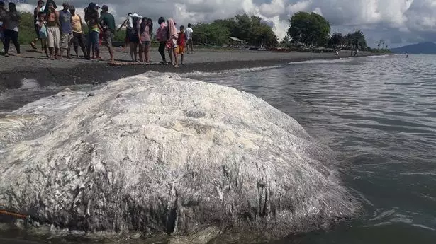 Scientists Baffled After Unidentified 'Globster' Creature Washes Ashore In The Philippines