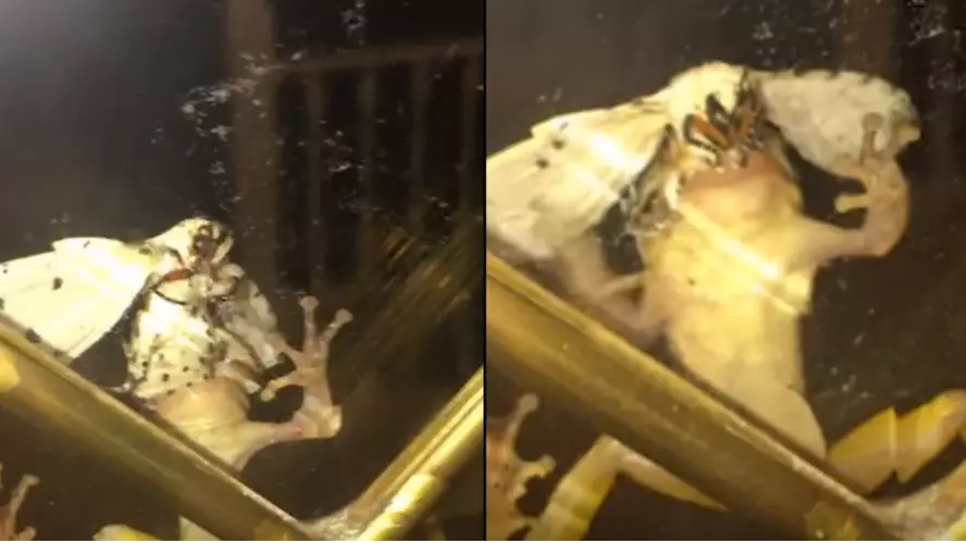 Huge Moth Makes Escape From Frog's Mouth In Disgusting Footage
