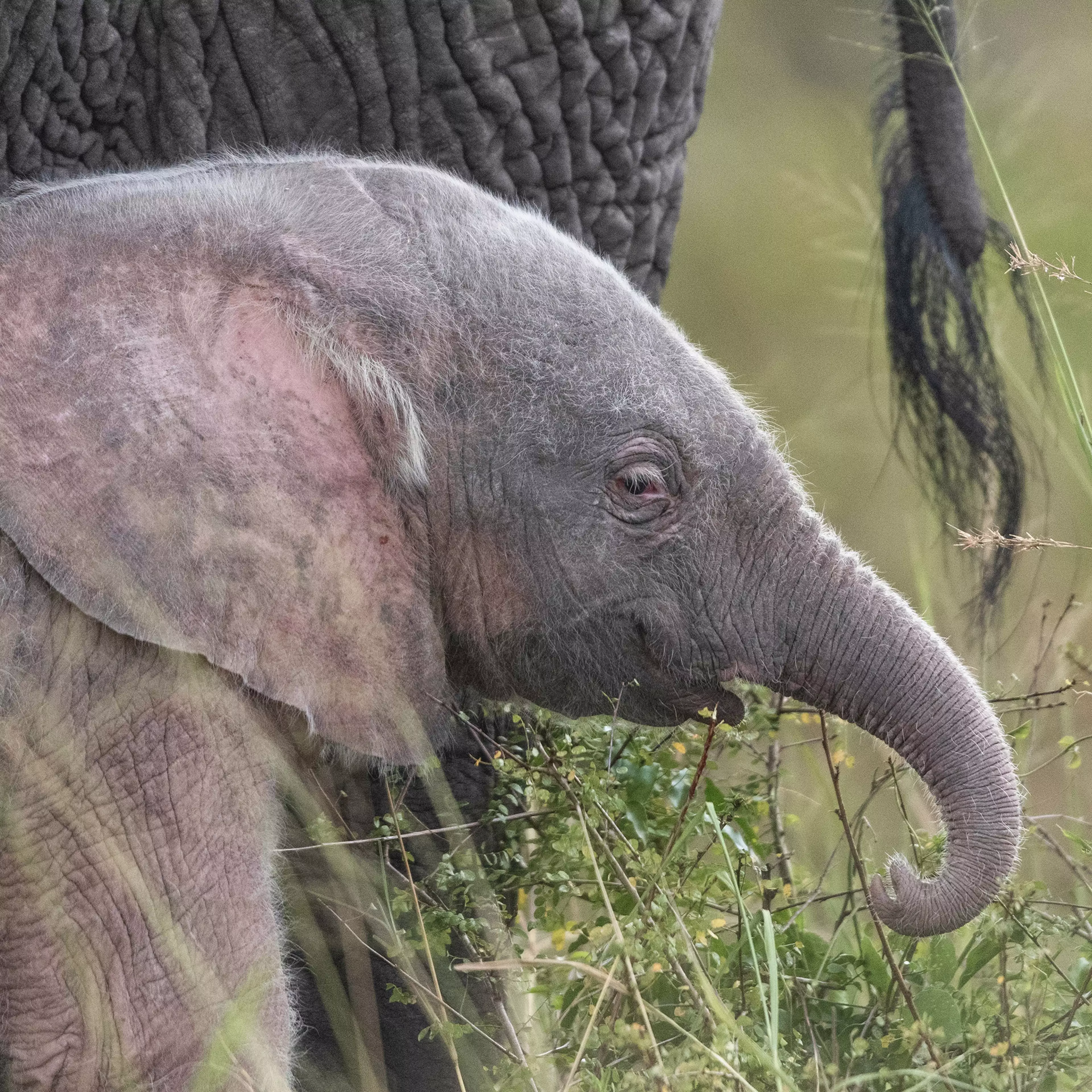 The adorable elephant was caught on camera by a wildlife photographer. (