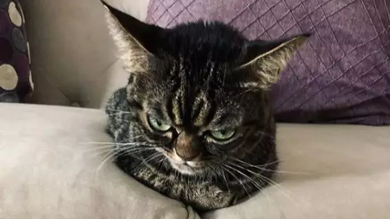Cat With A Permanent Scowl Has Become An Internet Sensation 