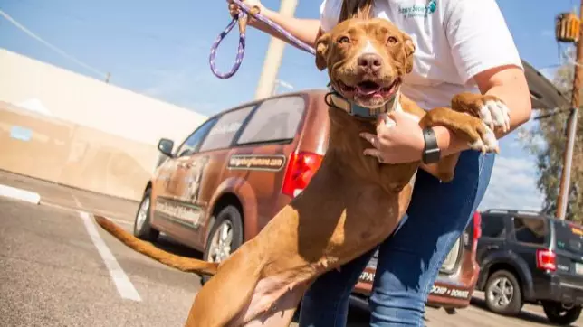 Dog Who Spent More Than 400 Days At Animal Shelter Finally Finds Loving Home