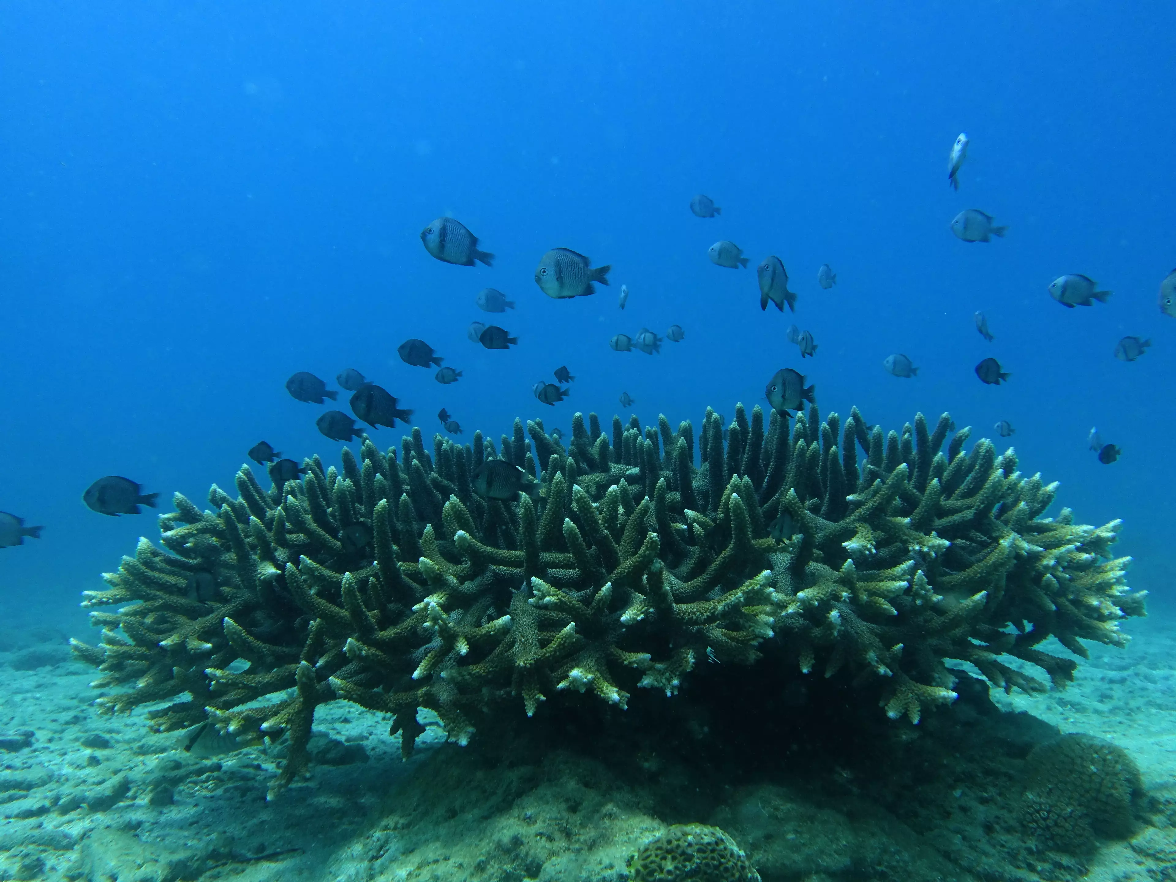 Coral reefs also face extinction, experts warn.