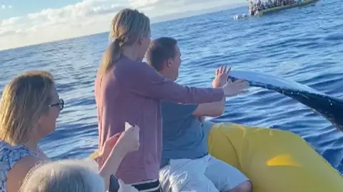 Amazing Moment Man Gives Massive Whale A High-Five