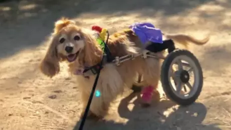 Disabled Cocker Spaniel's Wheelchair Stolen In Heartless Car Theft