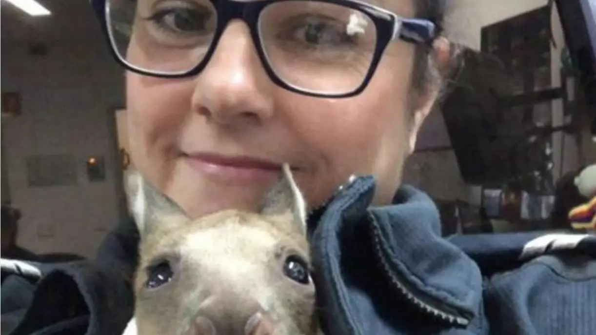 Victorian Police Officer Rescues Joey After Finding Its Mum Had Been Hit By A Car