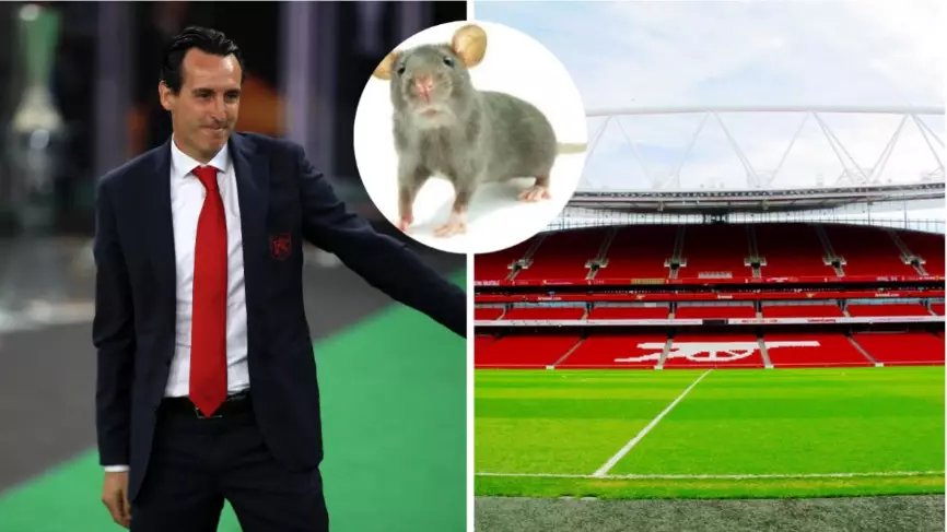 Arsenal Staff Sent For Pest Control Training To Deal With Mice Problem At Emirates Stadium