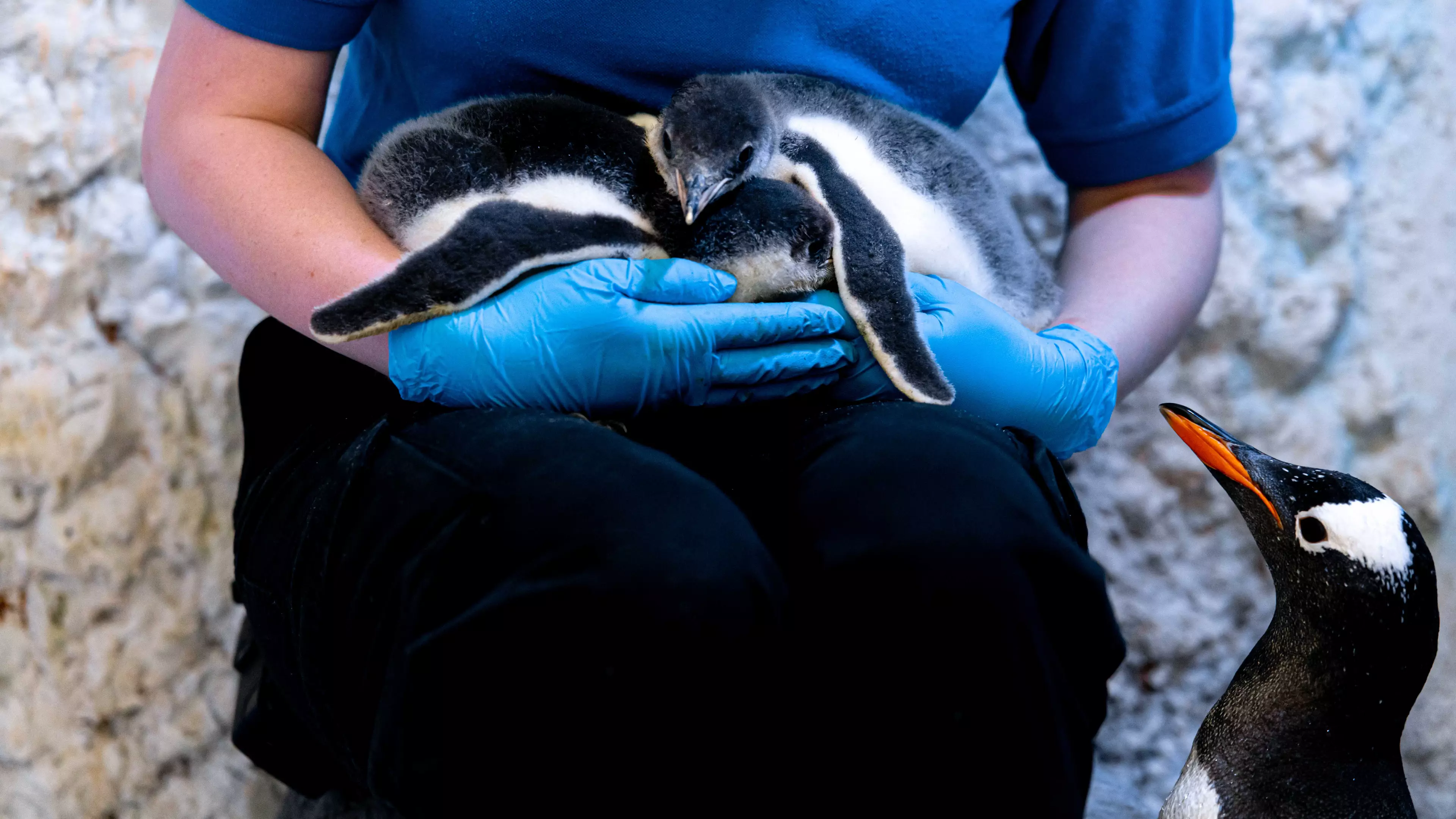 Same-Sex Penguin Couple Adopt A Newborn Chick At Sea Life London
