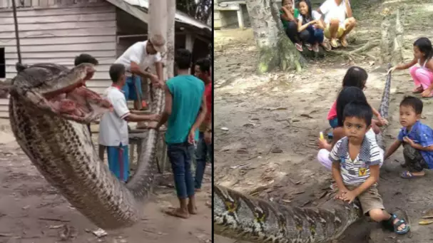Man Kills 23-Foot Python After It Held Up Traffic And Bit His Arm