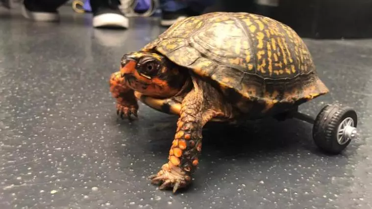 Vets Build Lego Wheelchair For Turtle Who Lost His Back Legs 